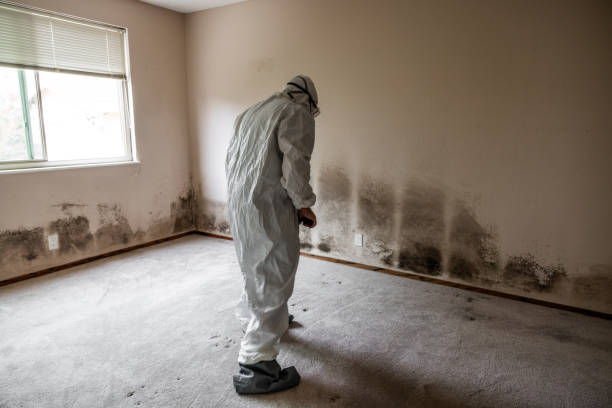 Best Basement Mold Removal  in New Milford, NJ